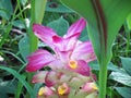 Water droplets on petals of Pink Wild Turmeric flower in the gar Royalty Free Stock Photo