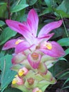 Water droplets on petals of Pink Wild Turmeric flower in the gar Royalty Free Stock Photo