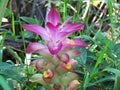 Water droplets on petals of Pink Wild Turmeric flower in the gar Royalty Free Stock Photo