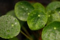 Water Droplets on Pilea Peperomioides Leaves Royalty Free Stock Photo