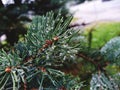 water droplets on pine needles after rain Royalty Free Stock Photo