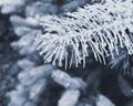 water droplets on pine needles after rain Royalty Free Stock Photo