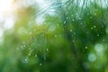 Water droplets on pine needles in the rainy season Royalty Free Stock Photo