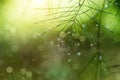 Water droplets on pine needles in the rainy season Royalty Free Stock Photo