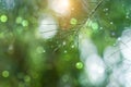 Water droplets on pine needles in the rainy season Royalty Free Stock Photo