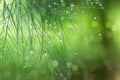 Water droplets on pine needles in the rainy season Royalty Free Stock Photo