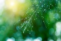 Water droplets on pine needles in the rainy season Royalty Free Stock Photo