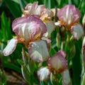 Water droplets on pink irises after the morning rain. Royalty Free Stock Photo