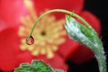 Plant water droplets Royalty Free Stock Photo