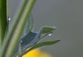 Water droplets plant Royalty Free Stock Photo