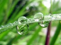 Water droplets on a plant leaf Royalty Free Stock Photo