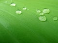 Water droplets on a plant leaf Royalty Free Stock Photo