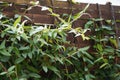 Water droplets on the plant's green leaves on the wooden fence