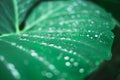 Water droplets on a plant`s leaf after a rain. Close up. Royalty Free Stock Photo