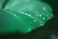 Water droplets on a plant's leaf after a rain. Royalty Free Stock Photo