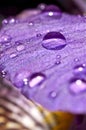 Water droplets on a purple flower Royalty Free Stock Photo