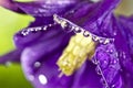 Water droplets on a purple flower