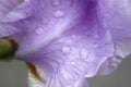 Water droplets on a purple flower petal Royalty Free Stock Photo