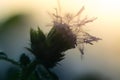 Water droplets on a purple flower in the sunlight Royalty Free Stock Photo