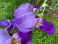 Water Droplets on the Purple Iris Flower Royalty Free Stock Photo