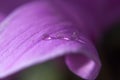 Water droplets on a purple petal Royalty Free Stock Photo