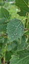 water droplets after rain on a green aspen leaf Royalty Free Stock Photo