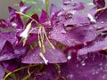 rain drops on the leaves of a oxalis butterfly plant