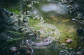 Water droplets after rain