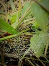 water droplets in the rainy season on insect nests that stick to the leaves