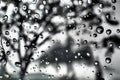 water droplets rainy tree bluur