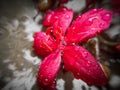 Water droplets on a red beautiful flower. Royalty Free Stock Photo