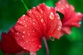 Water droplets in red hibiscus petal Royalty Free Stock Photo