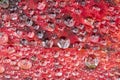 Water Droplets on Red Leaf Close Up Royalty Free Stock Photo