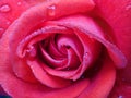 Water droplets on the Red Rose flower Royalty Free Stock Photo