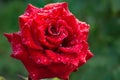 Water droplets on a red scarlet rose petals close-up. macro text Royalty Free Stock Photo