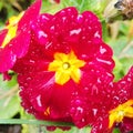 Water Droplets on Red Yellow Primrose flower Petals Royalty Free Stock Photo