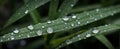 A close-up of water droplets on a blade of grass2 Royalty Free Stock Photo