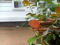 Water droplets on rose plant leaf Royalty Free Stock Photo