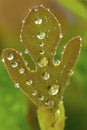 Water droplets on sassafras leaf in Vernon, Connecticut