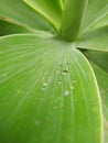 the water droplets on the saun Royalty Free Stock Photo