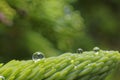 Water droplets on a fir tree Royalty Free Stock Photo