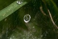 Water droplets on a spider`s web,drops of water, drops of water on the spider`s net, spider, net