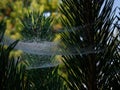 Water droplets on a spider web Royalty Free Stock Photo