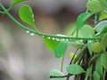 Water droplets on the stem of the Asclepiadaceae tree. Royalty Free Stock Photo