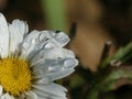 Water Droplets in the Sunlight on a White Daisy with Yellow Center Royalty Free Stock Photo