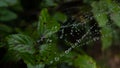 Water droplets suspended on spider`s web, rainy autumn day in Portugal
