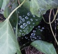 Water droplets suspended on spider web