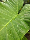 water droplets on taro leaves Royalty Free Stock Photo