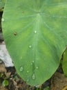 water droplets on taro leaves Royalty Free Stock Photo