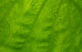Water droplets on taro plant leaf, leaf venation pattern, green background Royalty Free Stock Photo